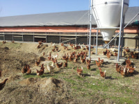 전국 동물복지 인증 축산농장 3곳중 1곳은 전북