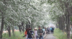 전주 팔복동 철길의 상춘객들