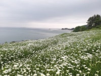 부안 변산마실길 1-2코스 찔레꽃 데이지꽃 만발