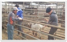 <귀농귀촌 기획>익산 염소자리농장 김단오 대표