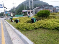 강진면 새마을부녀회 화단·가로수 주변 정비