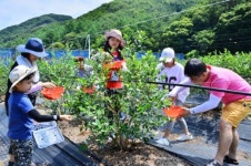 순창군 블루베리 분양농장 운영 성황리에 종료