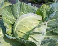 군산 꼬꼬마양배추 기능성물질 MMSC 추출기술 개발로 고부가 산업 기대