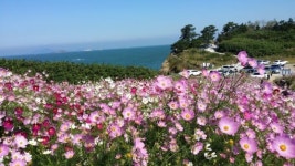 꽃 향기와 함께 걷는 부안 변산마실길