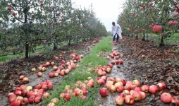 추석 대목 코앞인데 태풍 휩쓴 장수 사과농장
