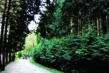 완주 상관편백숲, 초록 샤워하며 편백숲 걸어볼까