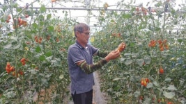 <귀농귀촌 기획> 군산 토마토 농장 성정경 대표