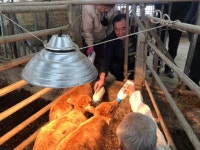 신축년 앞두고 세쌍둥이 한우 송아지 출산 화제