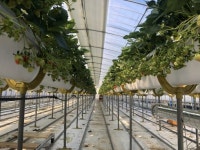 진안, 강추위 속 달콤한 딸기 수확 한창