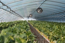 전북농기원, 동절기 시설딸기 온도 관리 당부