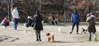 우리 개는 사람 안 물어요 반려견 1천만시대 이기적인 견주들