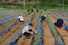 순창군 청년영농실습농장서 귀농인 고추재배 실습