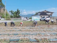 완주군 상하수도사업소, 마늘 수확 도와