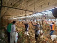 김제시 청하면 농촌일손돕기 실시