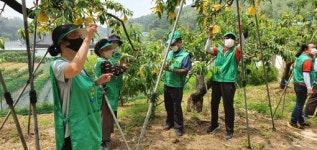 전주시 덕진동 새마을지도자·부녀회 농촌일손돕기 전개