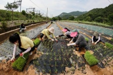 완주 상관면 직원들 대파 심기 구슬땀