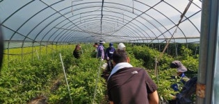 번암면, 폭염 속 농촌일손돕기 실시