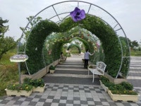 익산 유천생태습지, 시계꽃·조롱박 생태터널 힐링명소로 각광