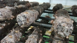 [귀농귀촌] 명품표고버섯농장 나종철 대표