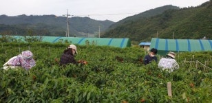 진안군 공무원들 농가 일손돕기 앞장
