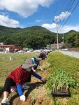 완주 화산면 행정복지센터 텃밭에 해바라기 식재