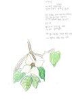 산딸나무