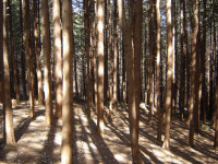 한국관광공사, 상관 편백나무숲 겨울 안심관광지 선정