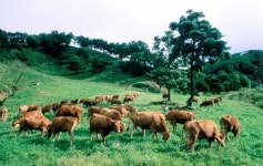 [설 특산물] 장수사과, 장수한우
