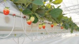 임실군 지역 스타트농업 이끈다