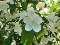 농촌진흥청, 관상용 꽃사과 품종 보급 혹대