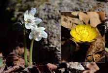 국립공원 덕유산 봄의 전령 복수초, 너도바람꽃 개화