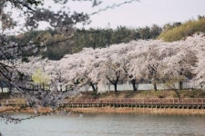 군산시 벚꽃 개화 맞은 은파호수공원 방역 등 불편 해소 대책 마련