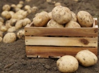 전북농협, 김제 광활 햇감자 라이브커머스 판매