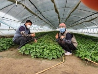 <귀농귀촌> 친환경 고구마 재배 여수내농장 김대연·정선정 부부