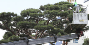 전북도청 광장 소나무 전지작업