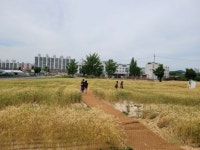 정읍 샘골농협, 우리밀 보고 맞보기 행사