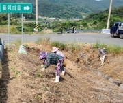 해바라기가 피는 김제시 금산면 율치마을