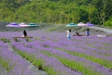 정읍 허브원, 보랏빛 향기로운 라벤더 꽃밭에서 힐링