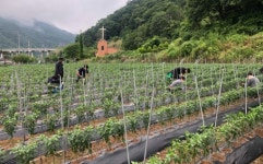 임실 덕치면 인력난 농가 일손돕기 나서