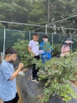 <NIE> 정연이네 블루베리 농장에서 함께 블루베리를 모아요