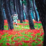 부안군 하서면 석불산에 붉은 꽃무릇 만개