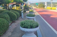 임실 덕치면 소재지 곳곳에 국화꽃 식재