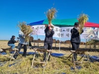 부안남초등학교 학생들, 전통 손 벼베기·홀태 탈곡체험