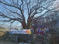 천연기념물 남원 진기리 느티나무 당산제 가져
