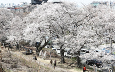 전주아중호수 벚꽃 활짝