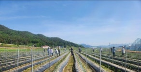 임실 오수면, 인력난 부족 농가 일손돕기 지원