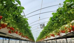 딸기와 사랑에 빠진 동갑내기 이종훈·조나미 부부