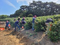 고창군청 공무원 농촌일손돕기 앞장