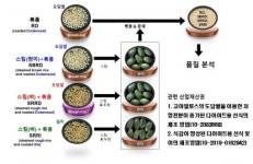 농진청, 도담쌀 저항전분 증대 기술로 당뇨·염증 예방 효과 입증