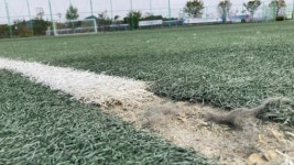 잔디가 아닌 아스팔트 같아요…완산·아중체련공원 축구장 잔디 방치로 시민 불편 가중